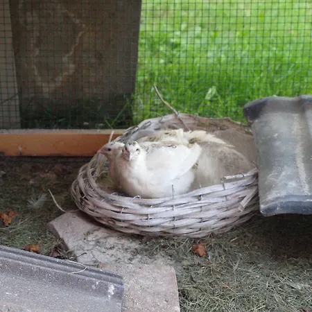 Bed Taste Guest house Dusseldorf