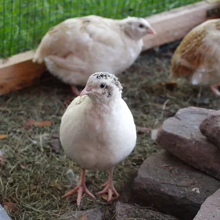 Bed Taste 3* 杜塞尔多夫